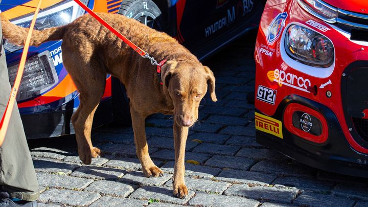 Světová rallye zahájena v centru Prahy s účastí fanoušků, policejních psů a rychlých aut.